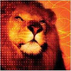 Judah Lion