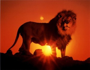 Lion at sunrise